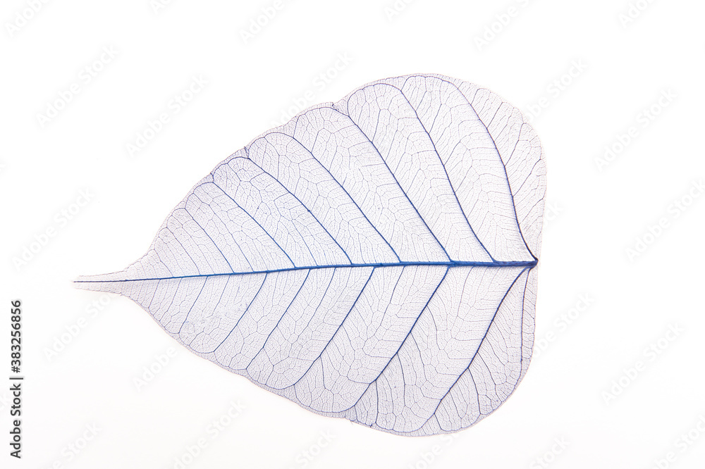 Blue sceleton of leaf on a white background. Artificial autumn leave, closeup, flat lay.