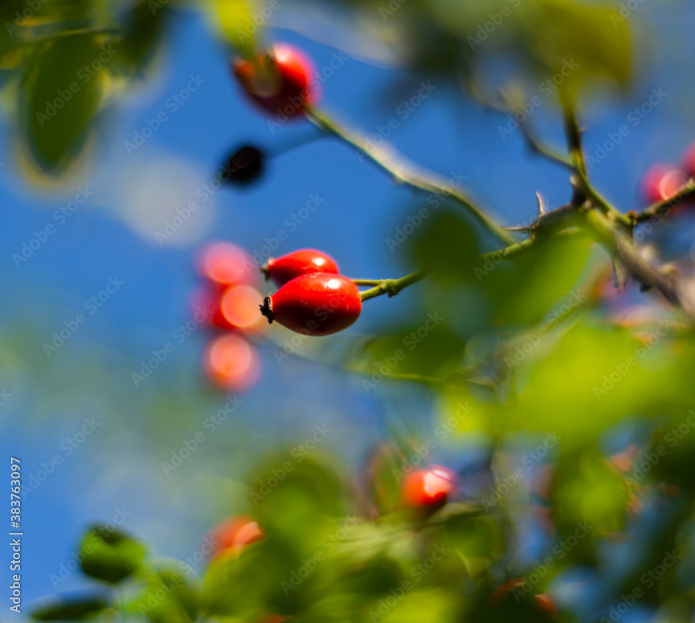 Close-up of dog-rose berries in sunny day. Dog rose (Rosa canina)