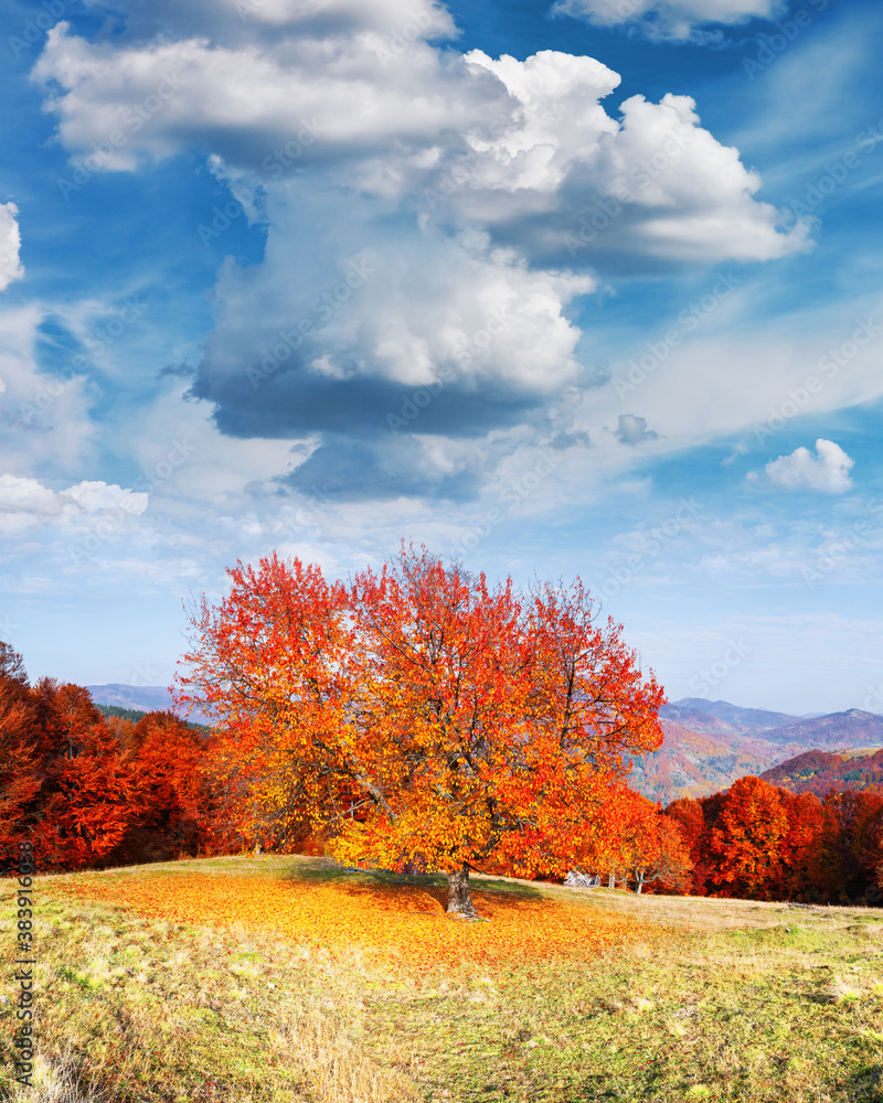 风景如画的秋山全景，前景是红山毛榉森林。风景照片