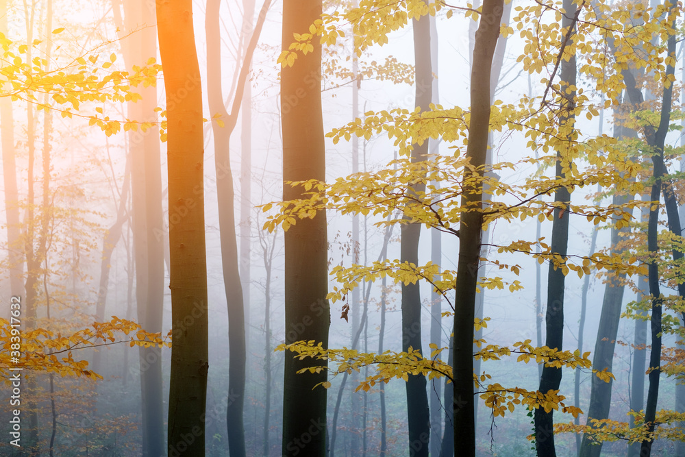 雾中神秘的深色山毛榉森林。薄雾森林中的秋天早晨。神奇的雾蒙蒙的气氛。La