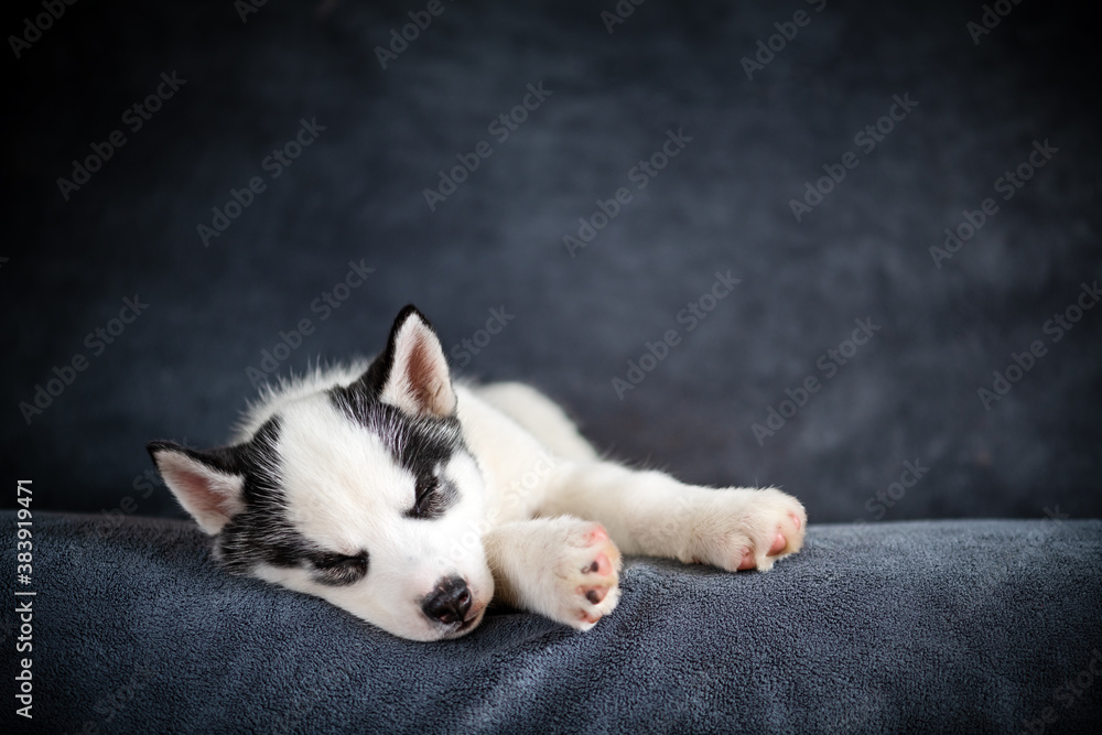 A small white dog puppy breed siberian husky with beautiful blue eyes sleep on grey carpet. Dogs and