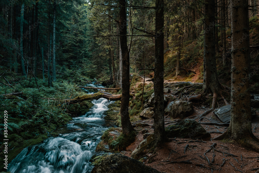 Cold moutain forest wilderness with wild stream in evenning light.