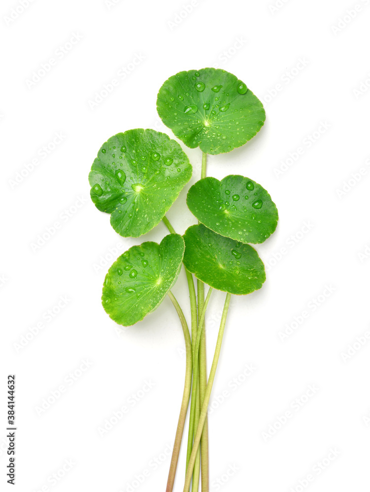 Gotu kola leaves with water droplets isolated on white background. Clipping path.