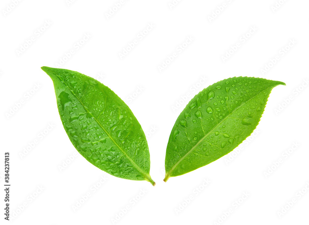 Top view of leaves green tea with drops of water isolated on white background
