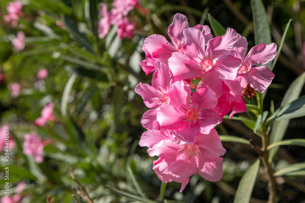 A Bush of blooming pink oleander on a background of green foliage in the garden. Oleander is an ever