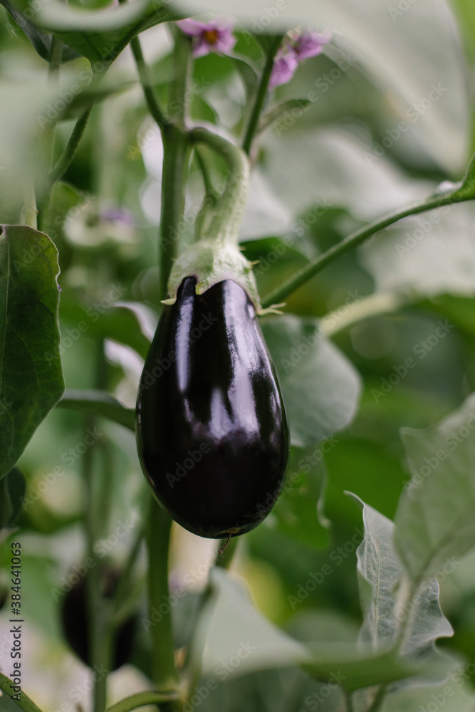 Eggplant on a branch in a greenhouse. Growing natural ecological vegetables. Gardening beautiful bac