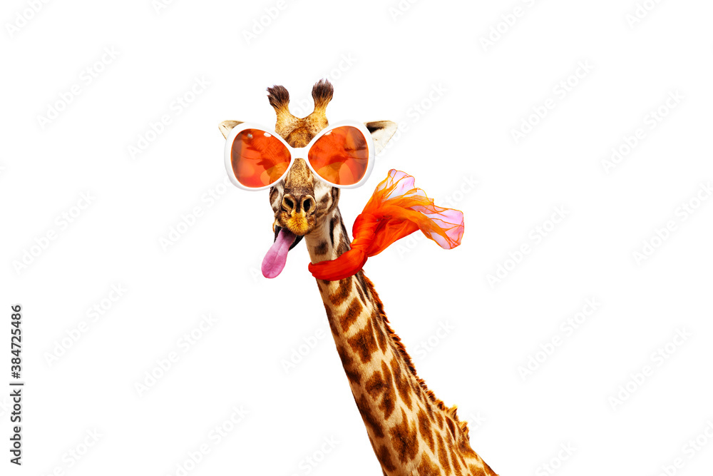 Funny photo of giraffe in orange sunglasses and scarf isolated on white