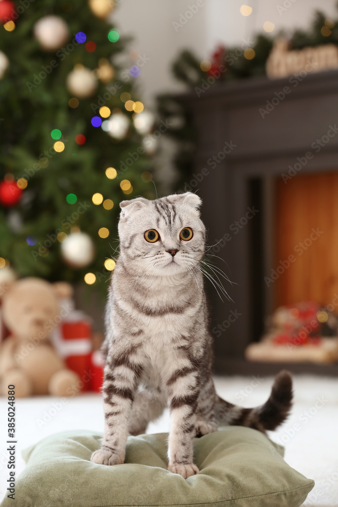 Cute funny cat at home on Christmas eve