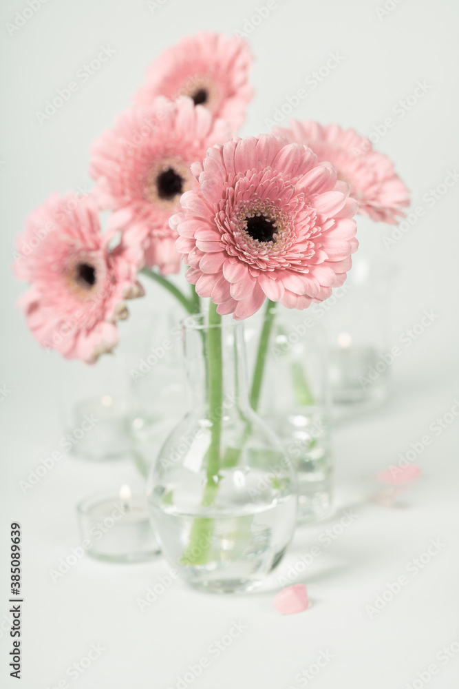 Pink gerberas in vases on white background, close up