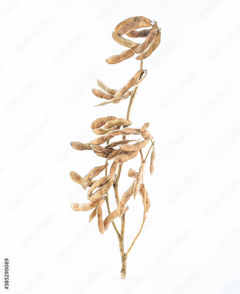 A dried soybean plant on white background
