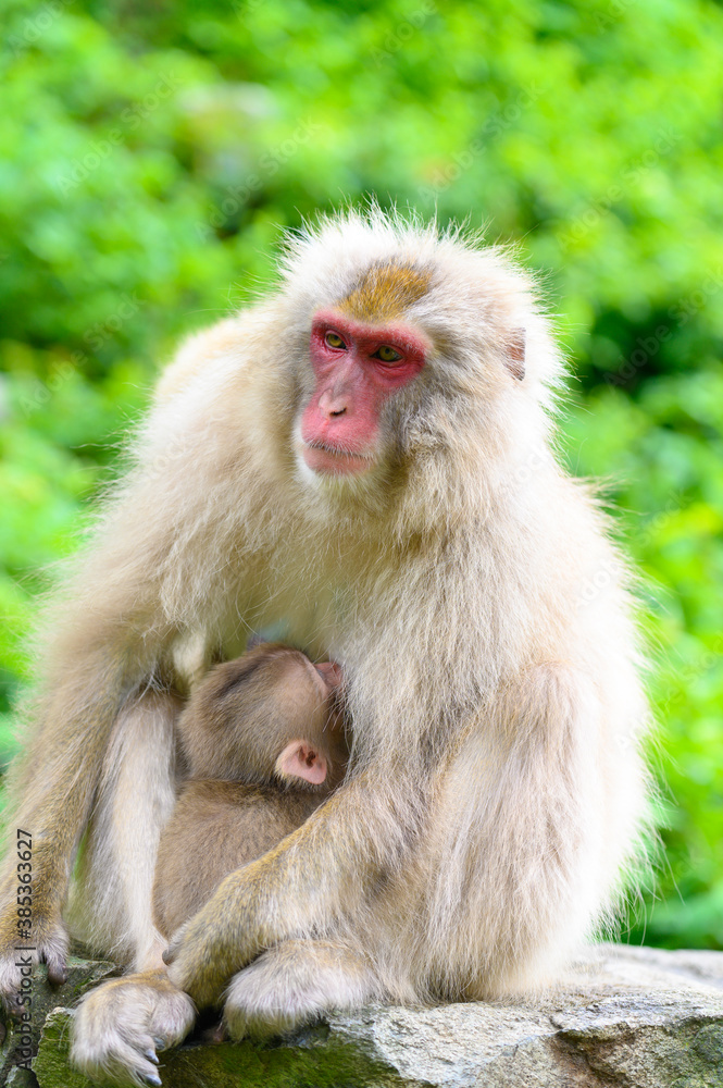 Portrait of Baby Japanese snow monkey in mother stomach