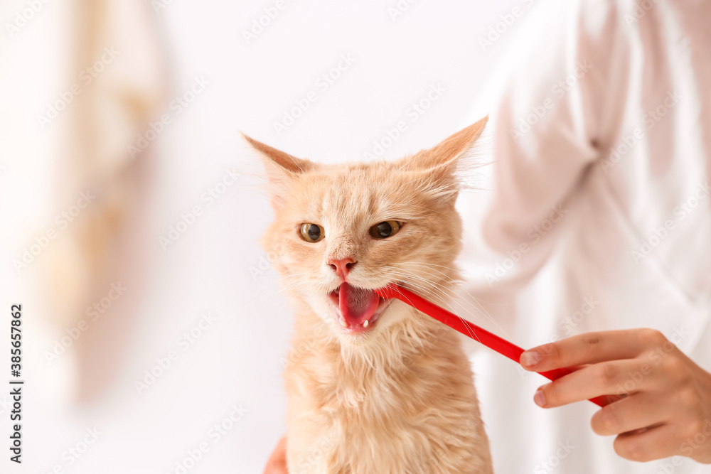 Veterinarian brushing cats teeth in clinic