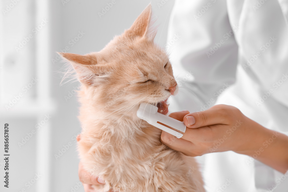 兽医在诊所给猫刷牙