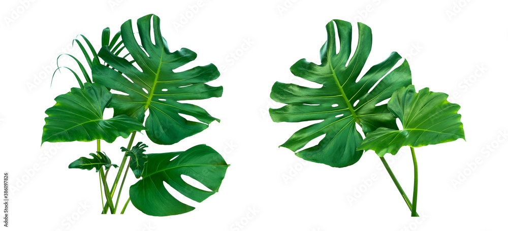 Monstera and Fern plant leaves, the tropical evergreen vine isolated on white background,clipping pa