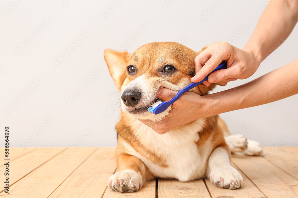 主人在浅色背景下给可爱的小狗刷牙