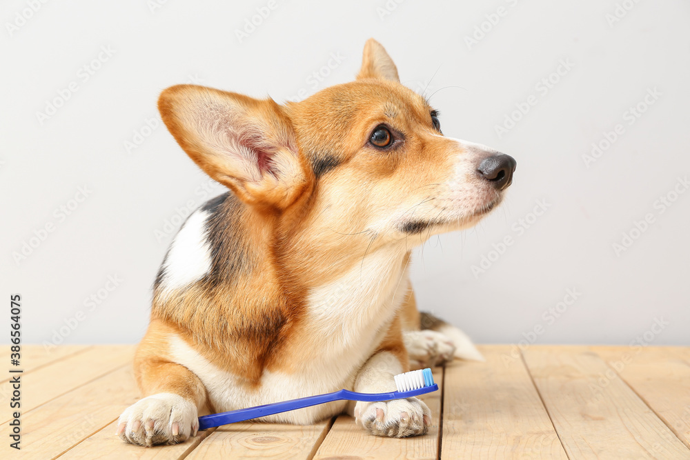 Cute dog with tooth brush on light background