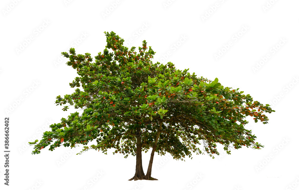 Tree isolated on white background high resolution for graphic decoration