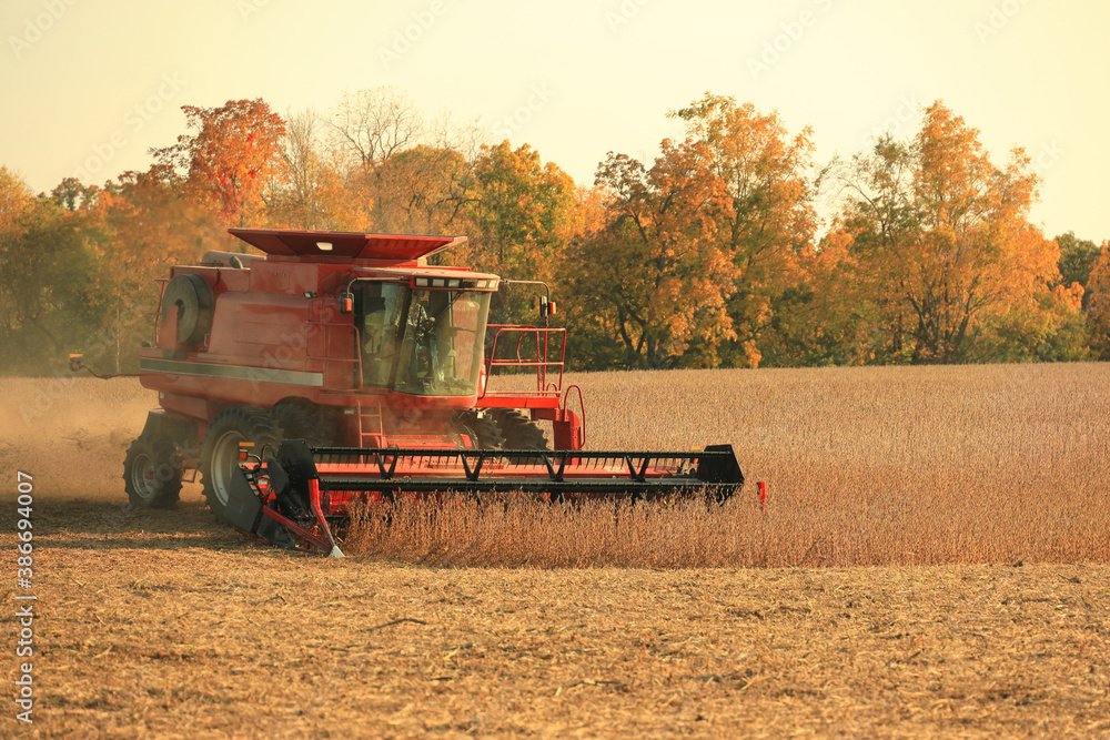 Oblique view of red combine harvesting soybeans in a dusty field in late afternoon in the Midwest, U