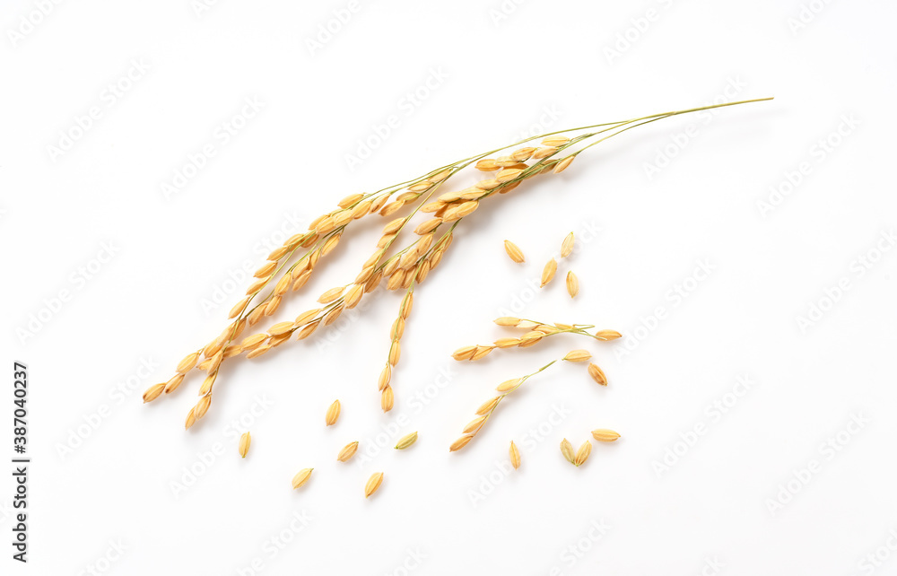 Ears of rice on a white background