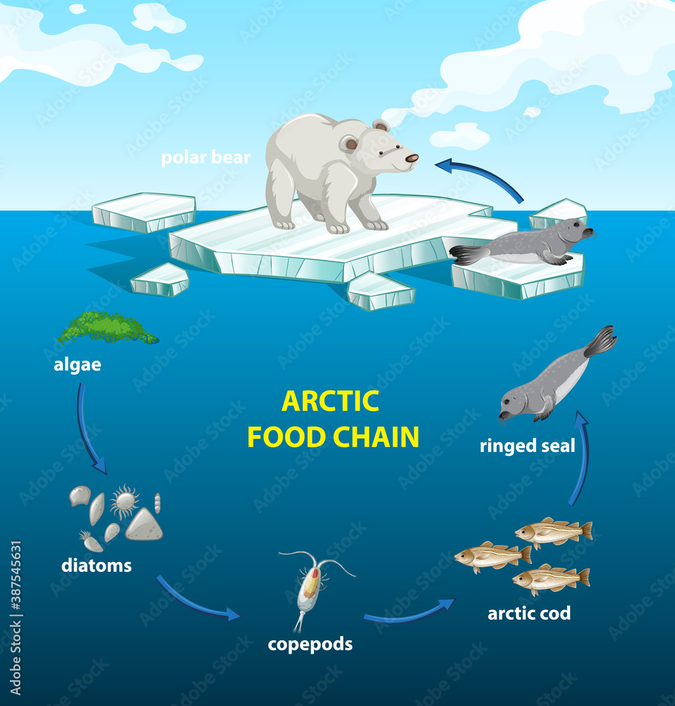 Circle of arctic food chain