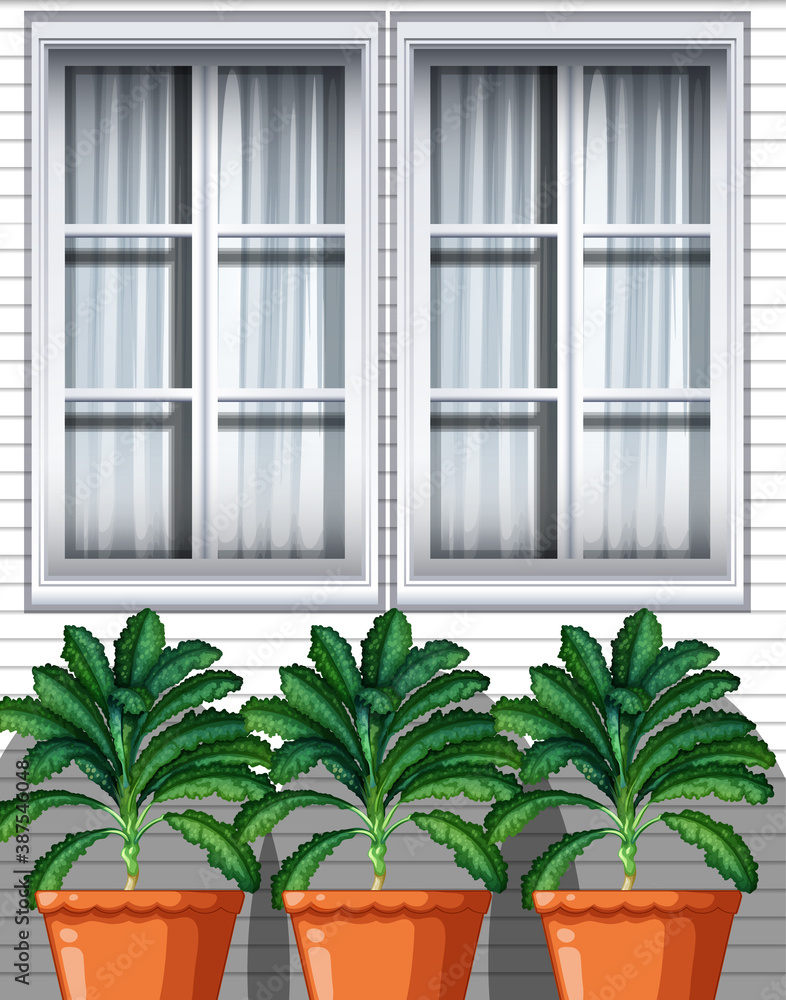 Three culantro plants in pots on window background