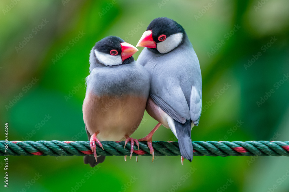 The Java sparrow also known as Java finch, Java rice sparrow or Lonchura oryzivora