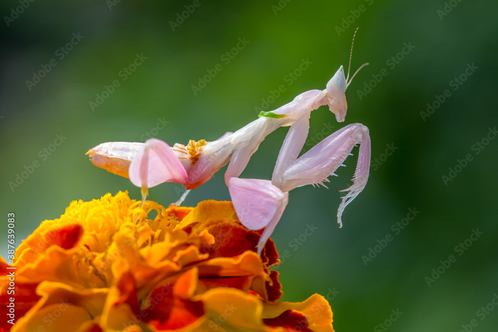 orchid mantis or Hymenopus coronatus
