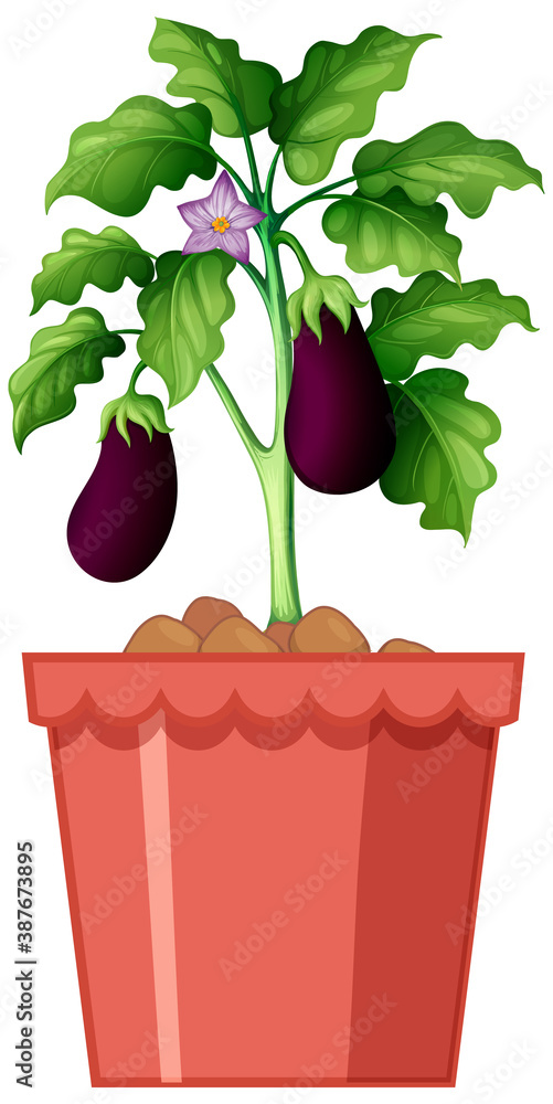 Eggplant plant in red pot isolated on white background