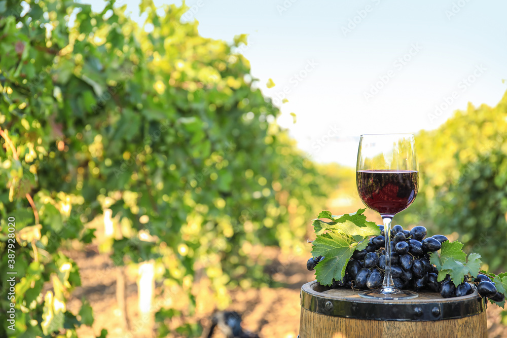 葡萄园里的桶、一杯葡萄酒和成熟的葡萄
