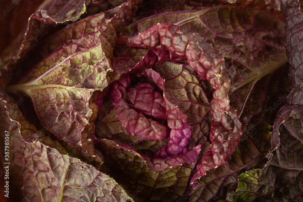 Violet chinese cabbage closeup background
