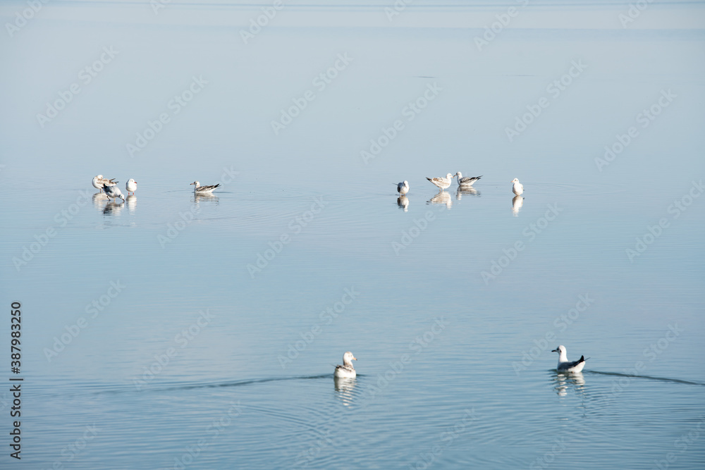 湖中有鸟，自然风光。