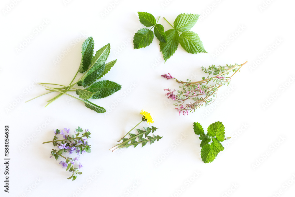 Various kinds of fresh garden herbs, Fumaria officinalis, dandelion, Glechoma, Lemon balm, raspberry