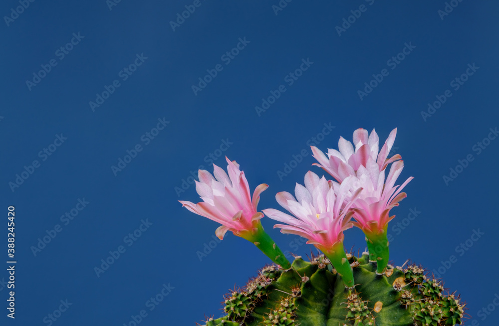 宏观特写粉色仙人掌花在蓝色背景下绽放，带有复制空间