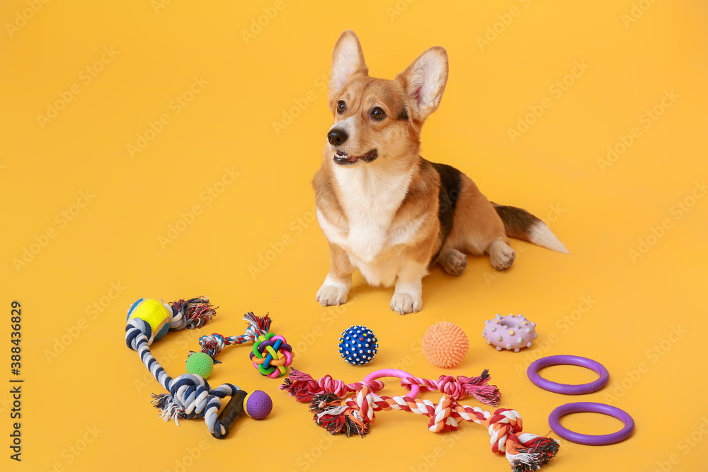 Cute dog with different pet accessories on color background