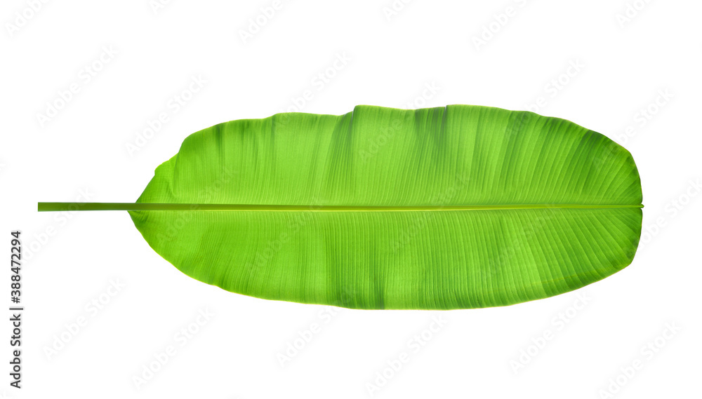 Underside view of Large Banana leaf isolated on white back ground. Clipping path.