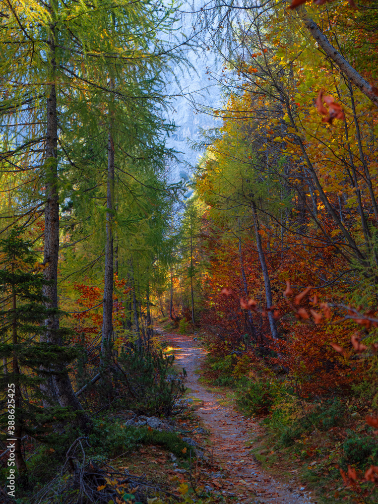 VERTICAL: Empty hiking trail runs through a beautiful autumn colored forest.