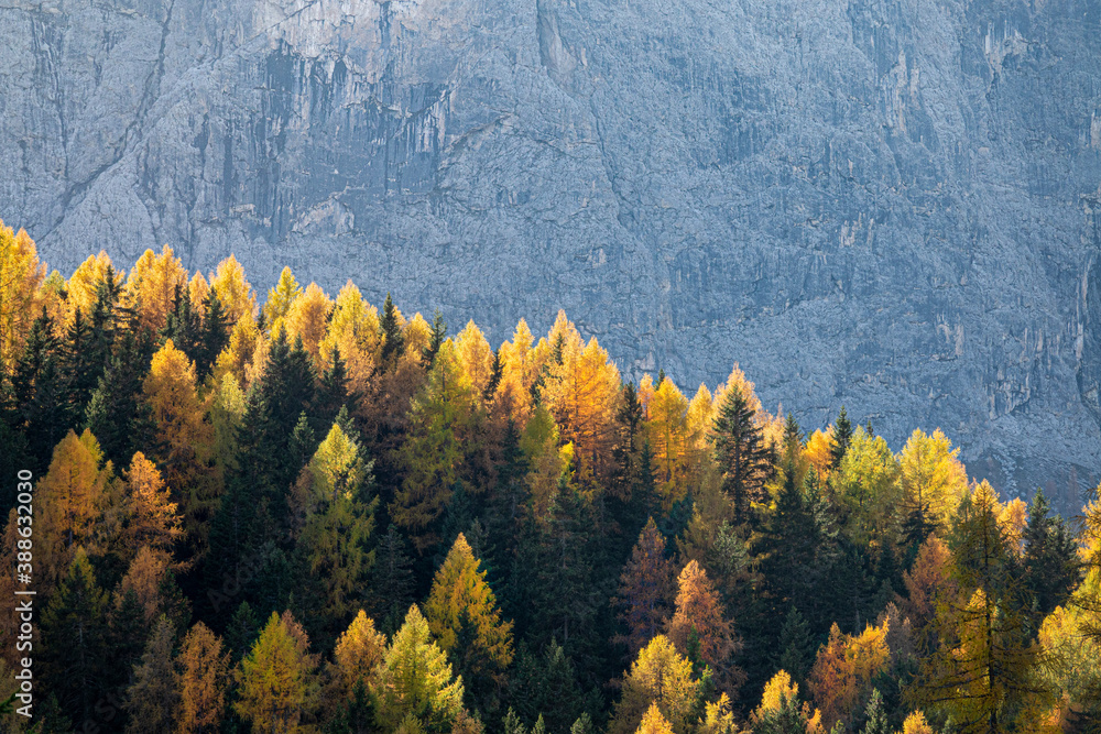 CLOSE UP: Rocky mountain creates a backdrop for a forest changing colors in fall