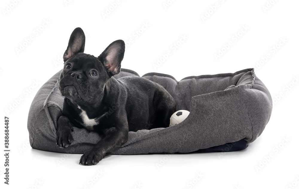 Cute funny dog with pet bed on white background