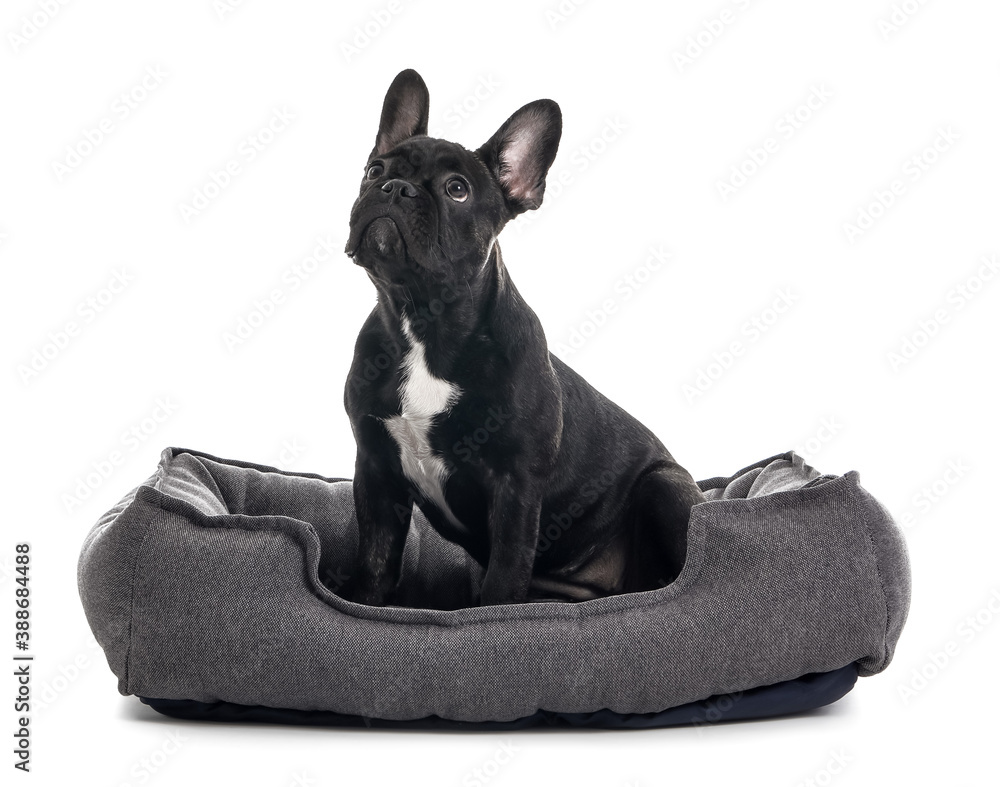 Cute funny dog with pet bed on white background