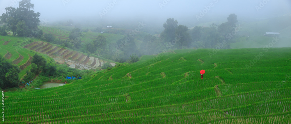 Young woman with red umbrella relaxing in green rice terraces on holiday at pa bong paing village,  