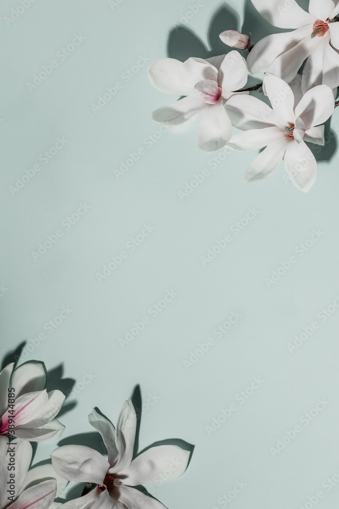 Beautiful pink magnolia flowers on blue background. Top view. flat lay. Spring minimalistic concept