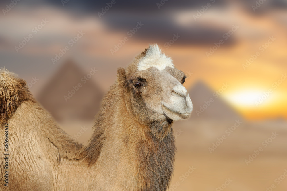 Camel with Pyramids in background