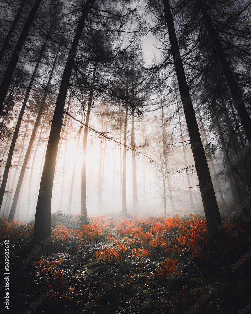 阳光透过薄雾笼罩的树林