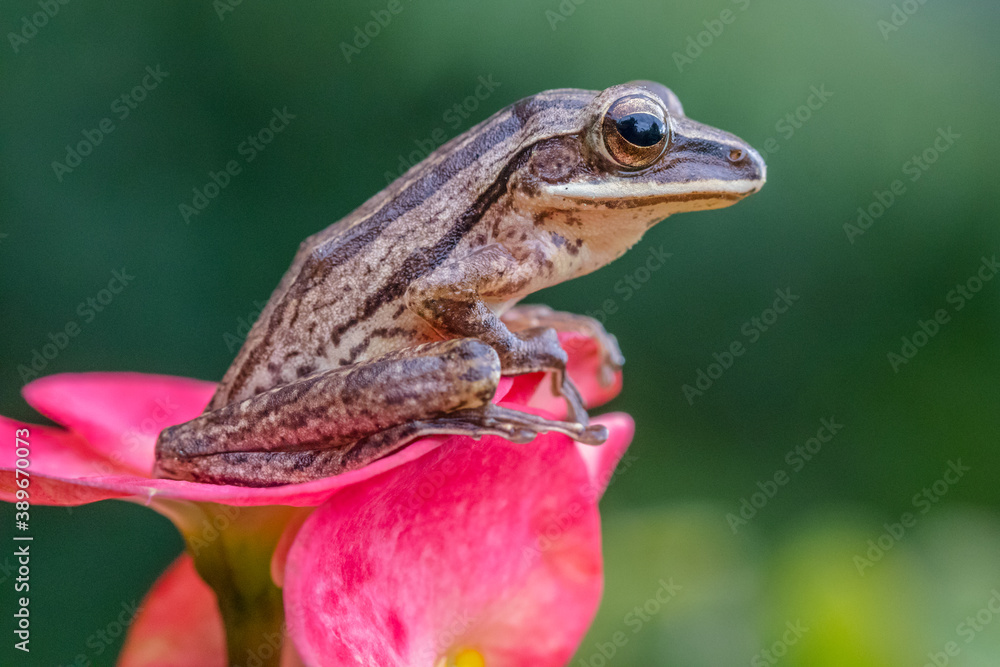 common tree frog, four-lined tree frog, golden tree frog or striped tree frog, Polypedates leucomyst