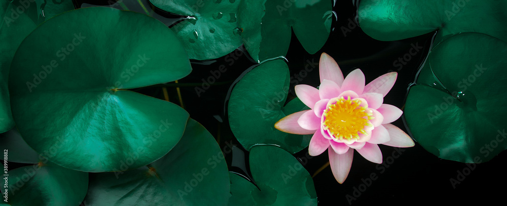 Beautiful lotus leaf near the pond, pure natural background, red lotus, lotus flower on the water su