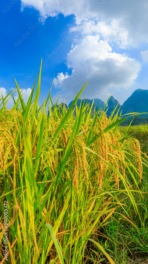中国桂林成熟的稻田和山区自然风光。