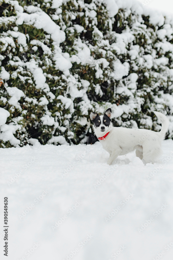 狗在白雪覆盖的花园里散步