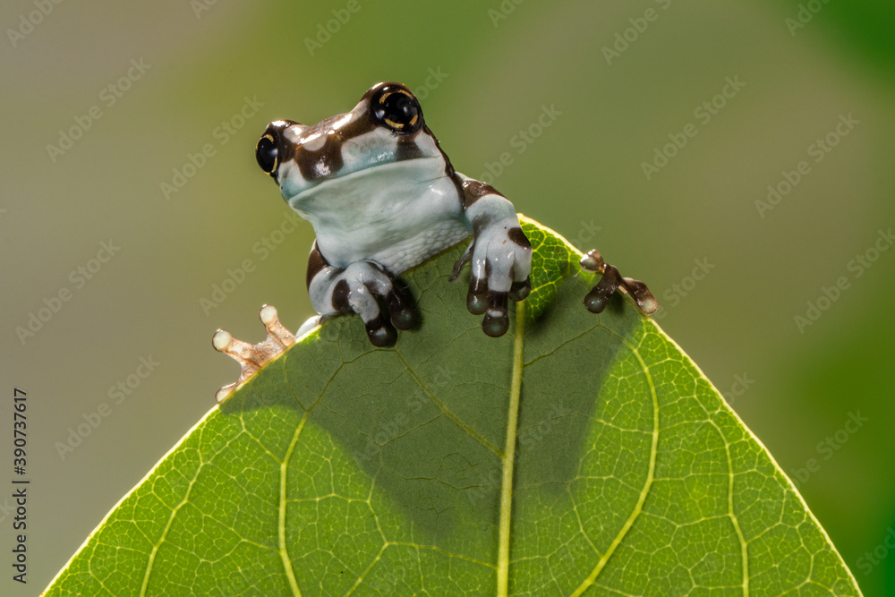 亚马逊乳白色青蛙