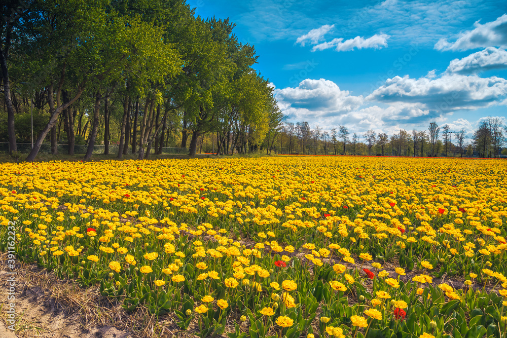 欧洲荷兰美丽的春天景色，黄色的郁金香田