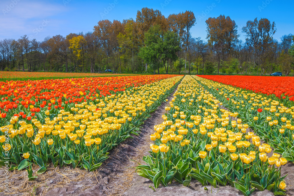 荷兰迷人的春天景色，色彩斑斓的郁金香田